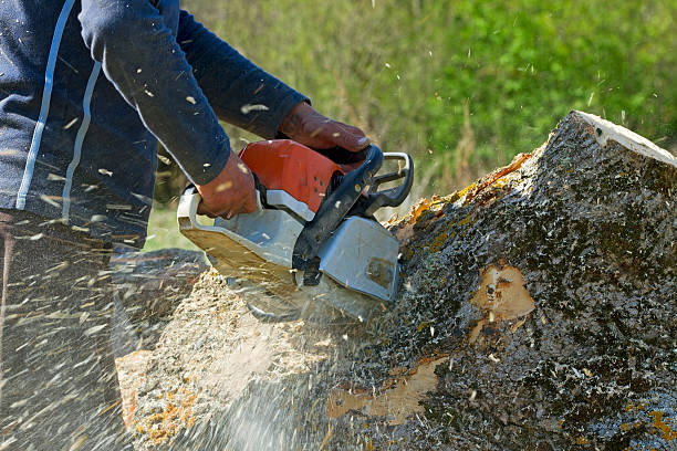 How Our Tree Care Process Works  in  Beavercreek, OH